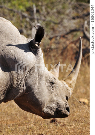 The profile of the white rose 16801344