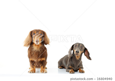 Two miniature dachs 16804940