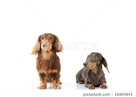 Two miniature dachs 16804941