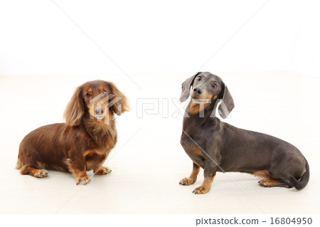 Two miniature dachs 16804950