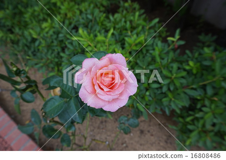 Small rose 16808486