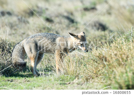 grey fox hunting on the grass grey fox hunting on the grass 16808655