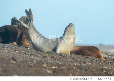 elephant seal  on the beach in patagonia 16808661