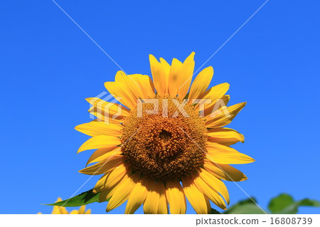 sunflower sunflower 16808739