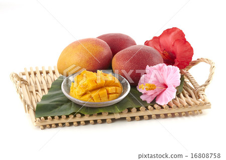 mango mango 16808758