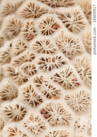 stony coral 16808917