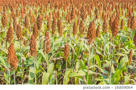 sorghum 16809064