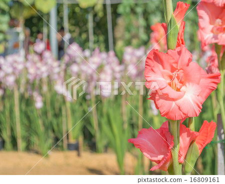 group of gladiolus flower. group of gladiolus flower. 16809161