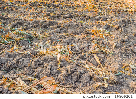 End of the summer, dried corn after harvesting. 16809201