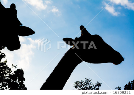 silhouette giraffe 16809231