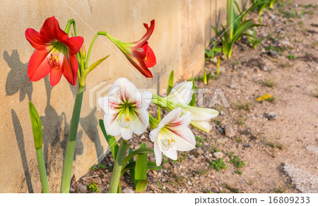 Amaryllis Amaryllis 16809233