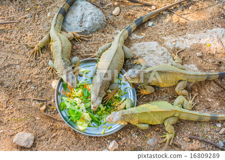 iguana iguana 16809289