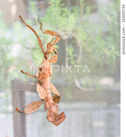 spiny, stick, terrestrial 16809338