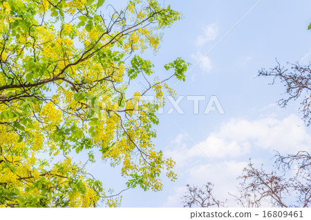 Golden Shower flower in Chiang mai Thailand Golden Shower flower in Chiang mai Thailand 16809461