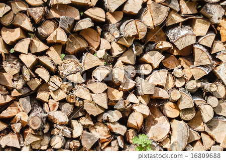Dry firewood 16809688