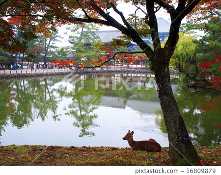 奈良公園的鹿 16809879