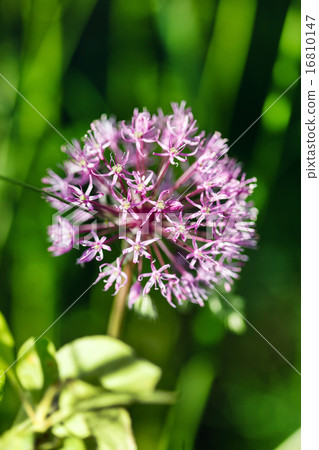 onion flower 16810147