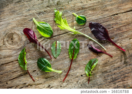 fresh salad leaves 16810788