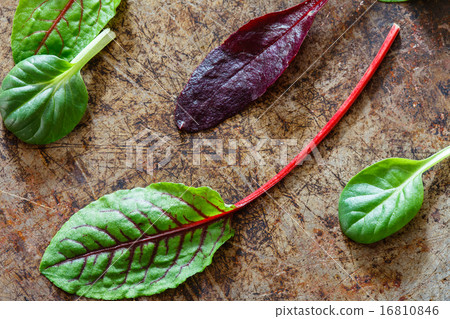 fresh salad leaves 16810846