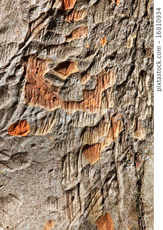 bark texture bark texture 16810934