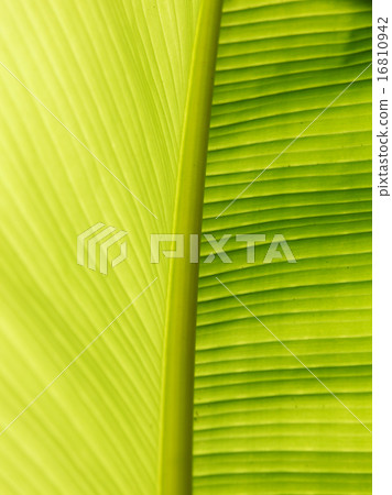 leaf texture leaf texture 16810942