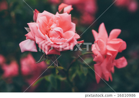 pink roses 16810986