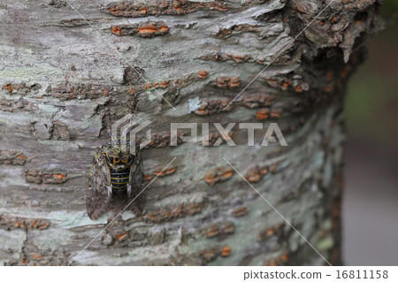 Noodle and cherry tree bark 16811158