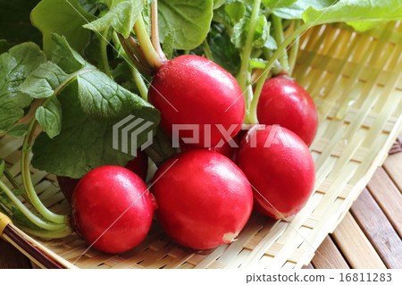Radish 16811283