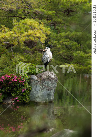 Heian Shinto shrine Higashinjinen's bluefin tuna Heian Shinto shrine Higashinjinen's bluefin tuna 16811532