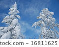 Snow on a tree 16811625