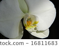 Phalaenopsis orchid  16811683