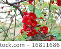 Blurred flower 16811686