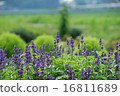 lavender 16811689