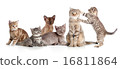 various cats group isolated 16811864