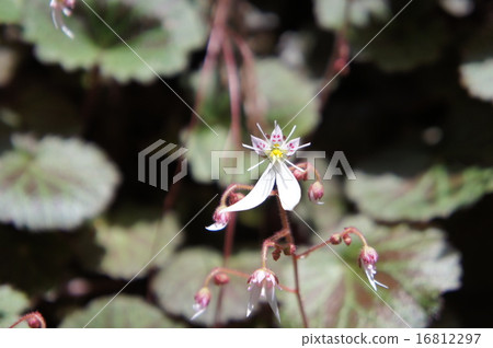 虎耳草 16812297
