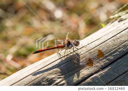 Nosimetombo 16812460