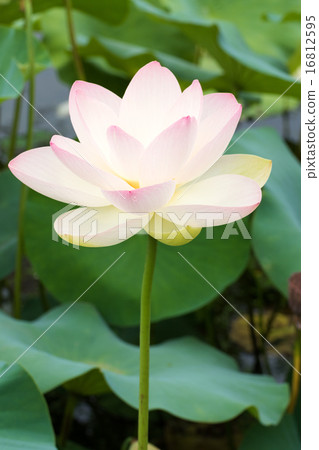 Lotus cultivar (Rizumitsu) 16812595