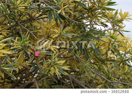 Flower of variegated peony Flower of variegated peony 16812688