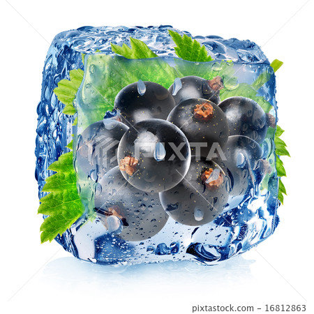 Black currant in ice 16812863