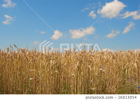 golden wheat golden wheat 16813054