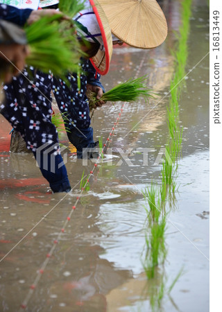 Mita festival 16813449