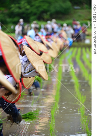 三田節 16813450