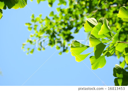 Leaves of ginkgo biloba Leaves of ginkgo biloba 16813453