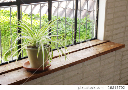 窗邊的植物 16813702