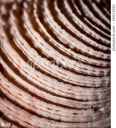 semicircular detail of sea shells semicircular detail of sea shells 16813882