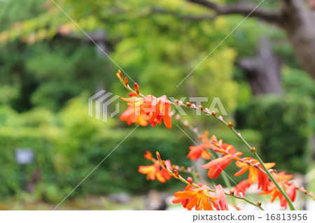 Himehigi ginsen Himehigi ginsen 16813956