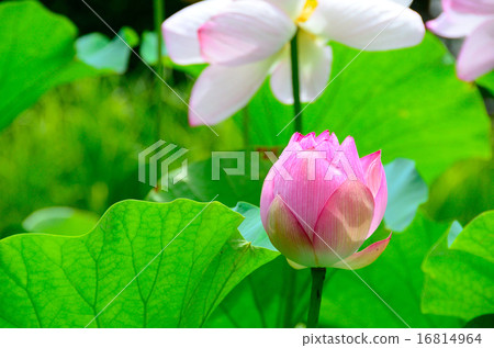 Oga lotus Oga lotus 16814964