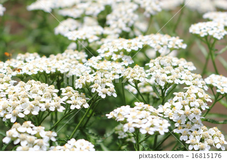 Saw Palmetto 16815176