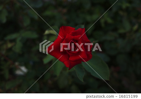 小玫瑰 小玫瑰 16815199
