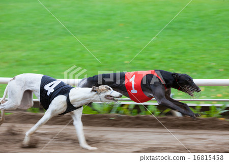 Greyhound dogs racing 16815458